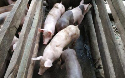 Porcicultores del Huila en Crisis: “no hay sostenibilidad posible”