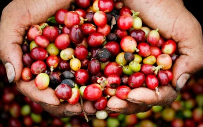 El Huila se prepara para recibir la nueva variedad de café “Umbral”