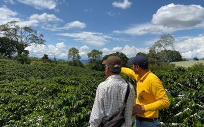 Huila mantiene el liderazgo cafetero nacional con el 19,65% de la producción del país