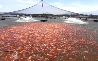 Café del Huila gana competitividad en EE. UU.; piscicultura queda a la espera de exención