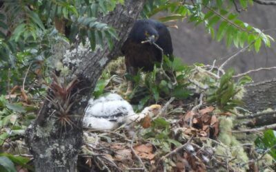 Nuevo avistamiento de polluelo de Águila Real de Montaña en el Huila