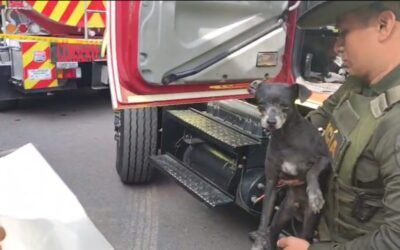 Perrito callejero fue rescatado tras la explosión en el barrio Las Acacias de Neiva