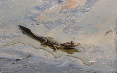 Babillas que estuvieron 15 días atrapadas en zona rural de Neiva, fueron liberadas