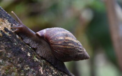 Siete especies exóticas invasoras ponen en riesgo los ecosistemas del Huila
