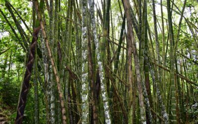 El Huila fue incluido en el Mecanismo para Bosques y Fincas de la FAO