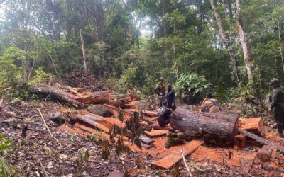 Estas son las infracciones ambientales que más se cometen en el Huila