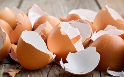 Estados Unidos autoriza exportación de huevo con cáscara desde Colombia