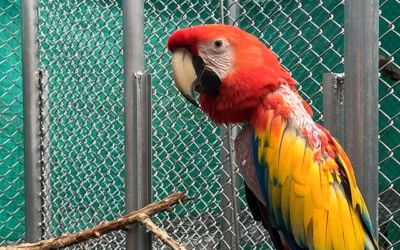 Caquetá recibirá animales silvestres que regresan a su hábitat tras recuperación